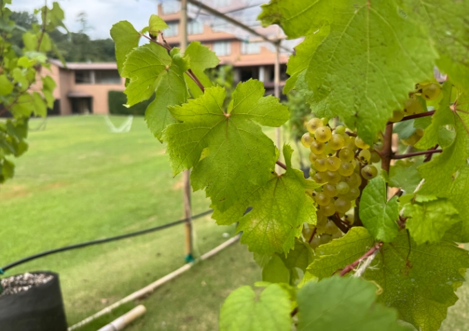 SDGsの取り組み画像