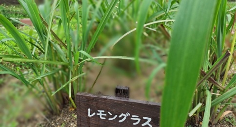 はーぶコーヒー