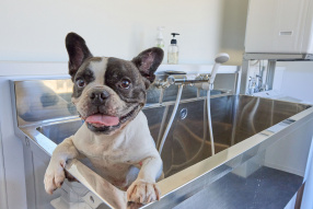 ワンちゃん専用シャワー室も完備