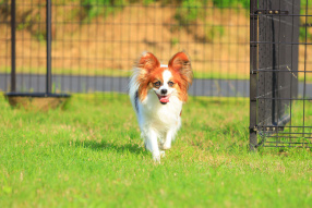 ドッグランで思い切り遊ぶ