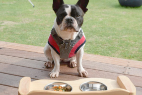 ワンちゃんご飯も