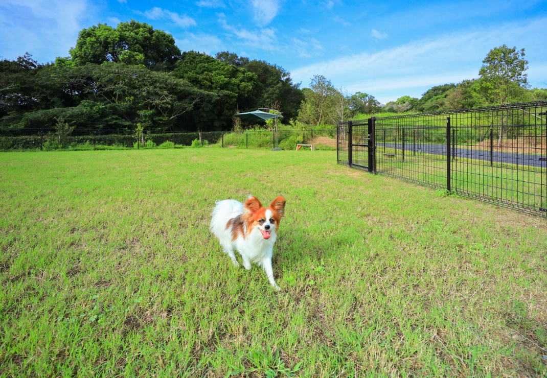 ドッグランで思い切り遊ぶ