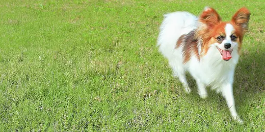 フォレストヴィラ DOGに宿泊のお客様