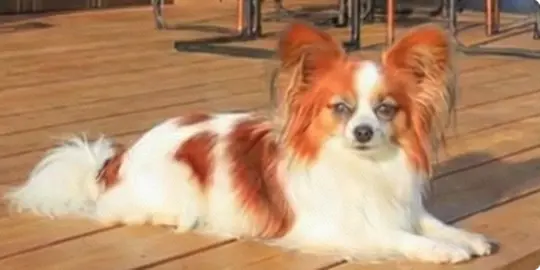 愛犬と泊まれるプライベートヴィラ