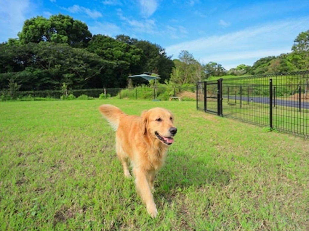 『フォレストヴィラDOG』に宿泊！ご夕食はレストランでの和食を堪能　コースディナー付（夕朝食付）